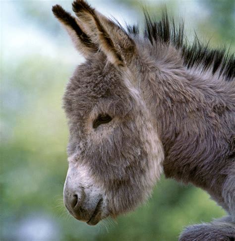 'donkey' Search .